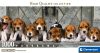 Puzzle, Beagle kutyák, poszterrel, 1000 db, 33x18 cm dob.