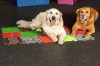 Muffik szenzoros ortopédia szőnyeg- szett kutyáknak