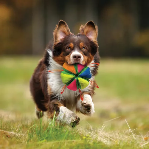 NERF DOG Plüss sípoló és ropogós labda kutyáknak 15 cm