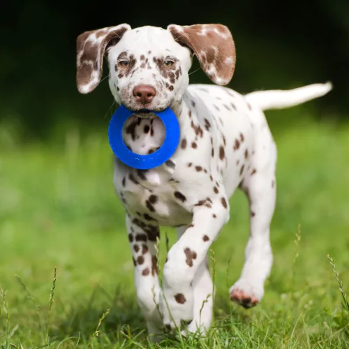 NERF DOG Játék kutyáknak 3 db átlátszó tüskés EXO gyűrű 12,5 cm