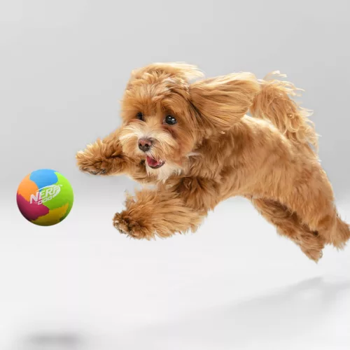 NERF DOG Gumijáték kutyáknak szuper visszapattanó labda 9,5 cm