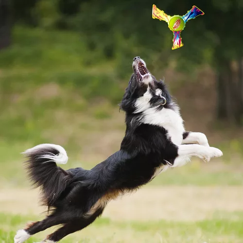 NERF DOG Játék kutyáknak háromszárnyú repülő színes fogantyúval 20 cm