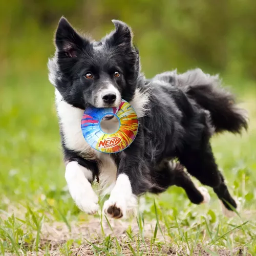 NERF DOG Kutyajáték sípoló karika színes fogantyúval 15 cm