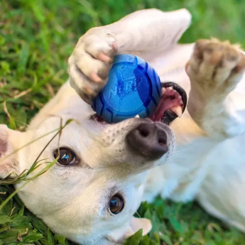 NERF DOG Ajándék szett - világító labda Lightning 6,5 és Sonic labda mogyoróvaj illattal 6,5 cm
