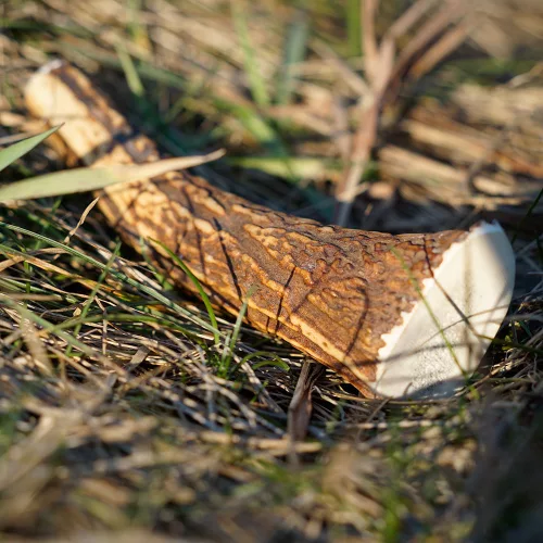 EXPLORER DOG Rágható szarvasagancs M kemény