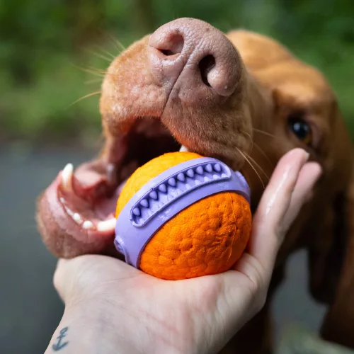 EXPLORER DOG AirBall Dent 6 cm