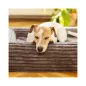   EXPLORER DOG Ortopédiai fekhely Cloud S 80x60 Vanília Bézs
