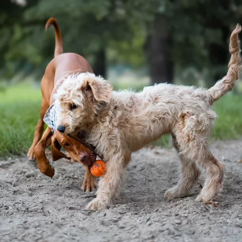 EXPLORER DOG AirBall kötélen Narancssárga 6,5 cm