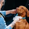 EXPLORER DOG 100% BIO lebomló nedves törlőkendő 40 db