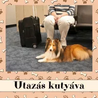 Utazás kutyával