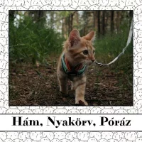 Hám, Nyakörv, Póráz