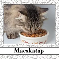 Macskatáp