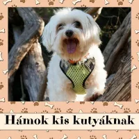 Hámok kis kutyáknak