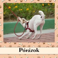 Pórázok