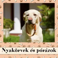 Nyakörvek és pórázok