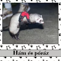 Hám és póráz